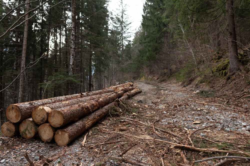 Deforestazione: cause, impatti e strategie per proteggere l’ambiente