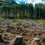 Deforestazione: cause, impatti e strategie per proteggere l’ambiente