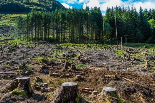 Deforestazione: cause, impatti e strategie per proteggere l’ambiente